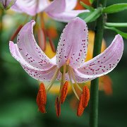 Moonyeen - floret